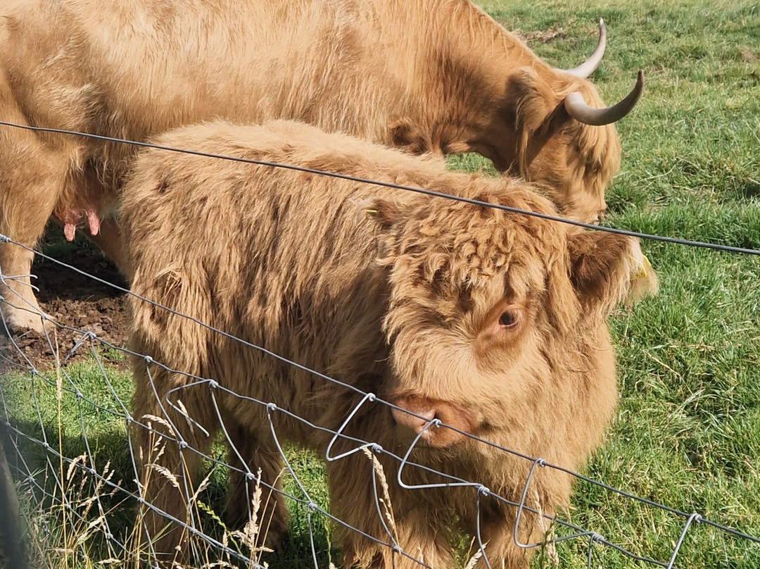 Heads of Ayr Farm Park-艾尔必去景点