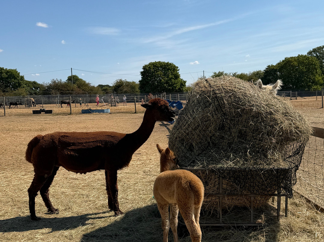 Willow Tree Family Farm-Shirebrook必去景点
