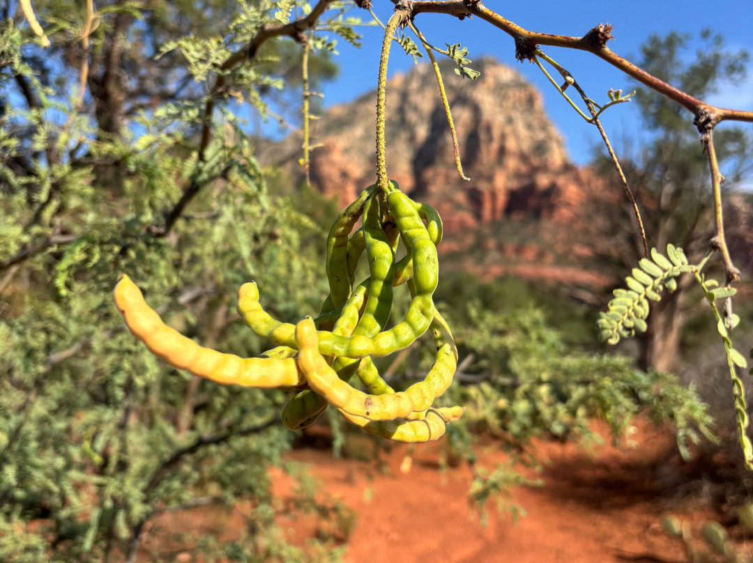 Vortex Yoga Hiking In Sedona-塞多纳必去景点