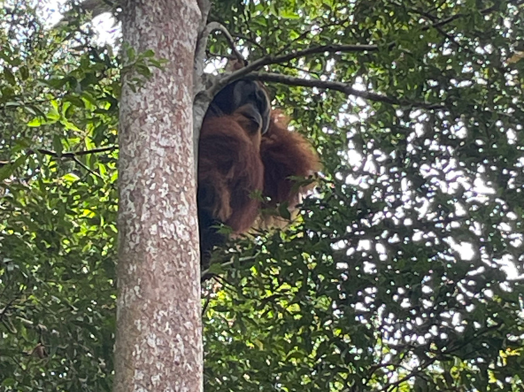 Sumatra Orangutan Explore-武吉拉旺必去景点