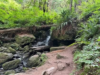 Trillium Falls Hike-Orick必去景点