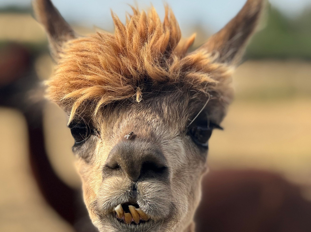The Alpaca Centre at JandJ Alpacas-特伦特河畔纽瓦克必去景点