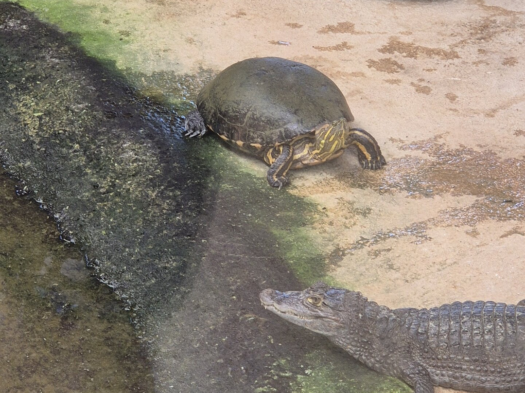 Crocodile Park-托雷莫里诺斯必去景点