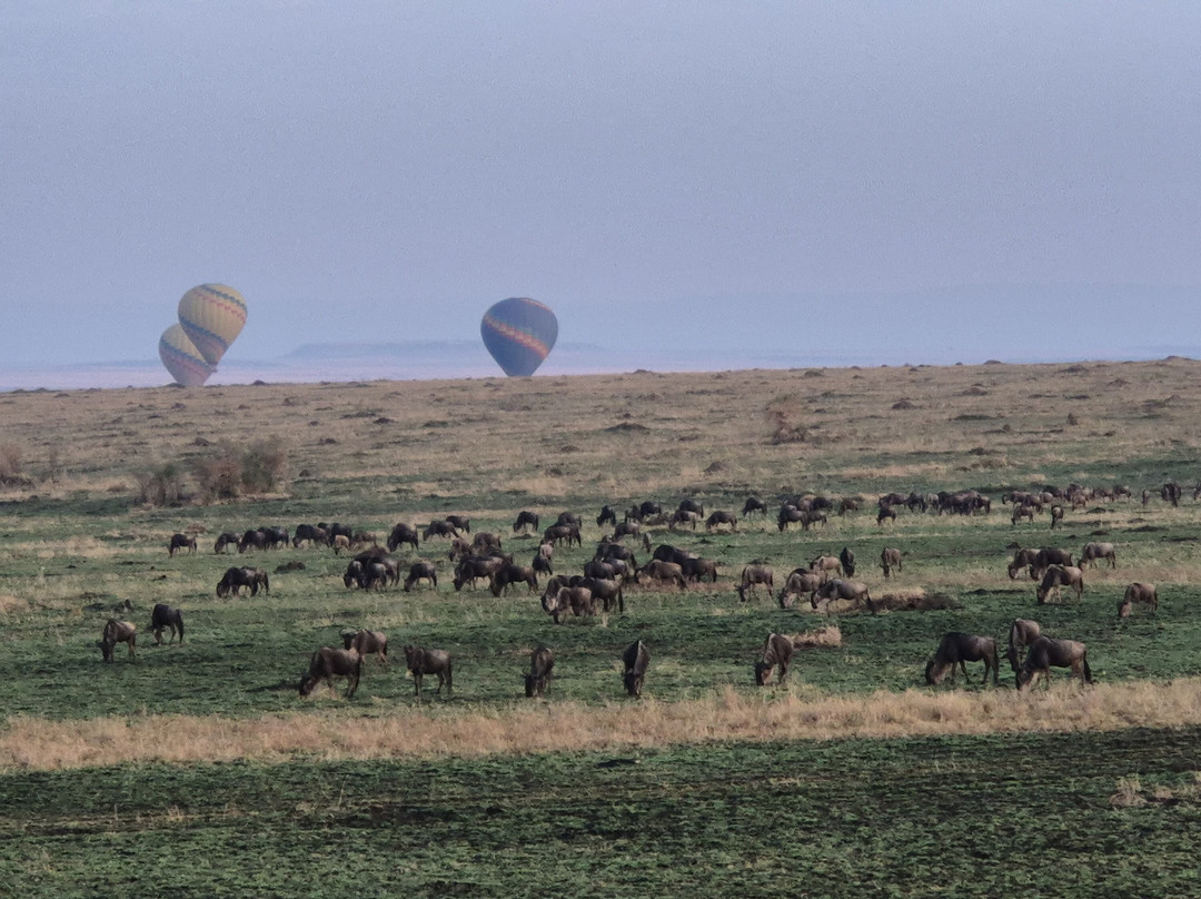 Balloon Safaris Ltd.-马赛马拉国家野生动物保护区必去景点