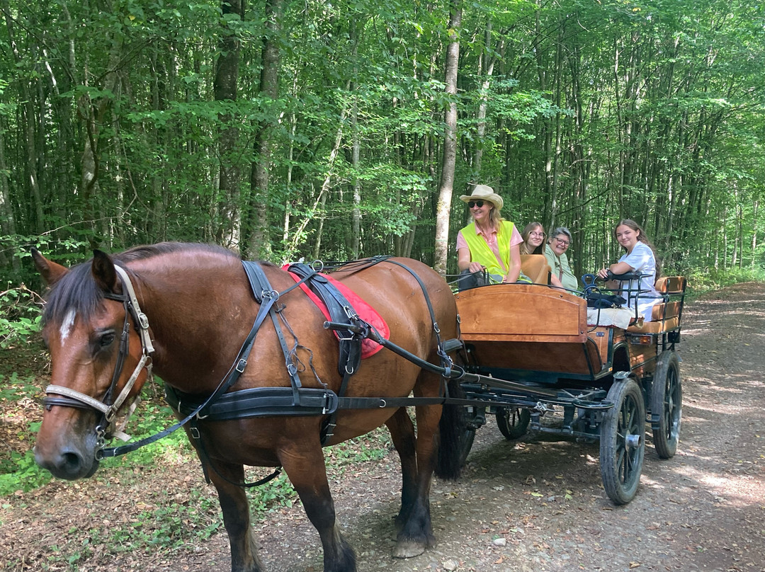 Sundgau En Calèche-equidoserv-Mooslargue必去景点
