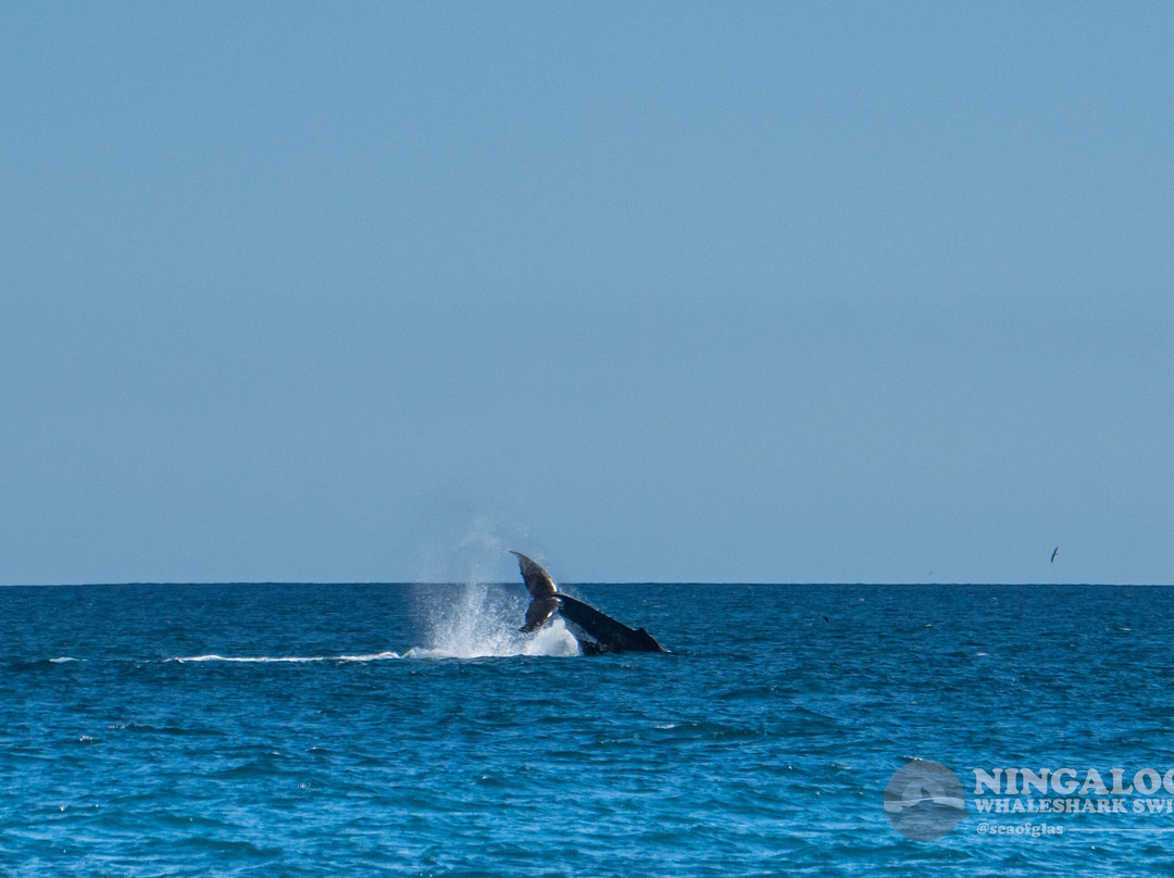 Ningaloo Whaleshark Swim-埃克斯茅斯必去景点