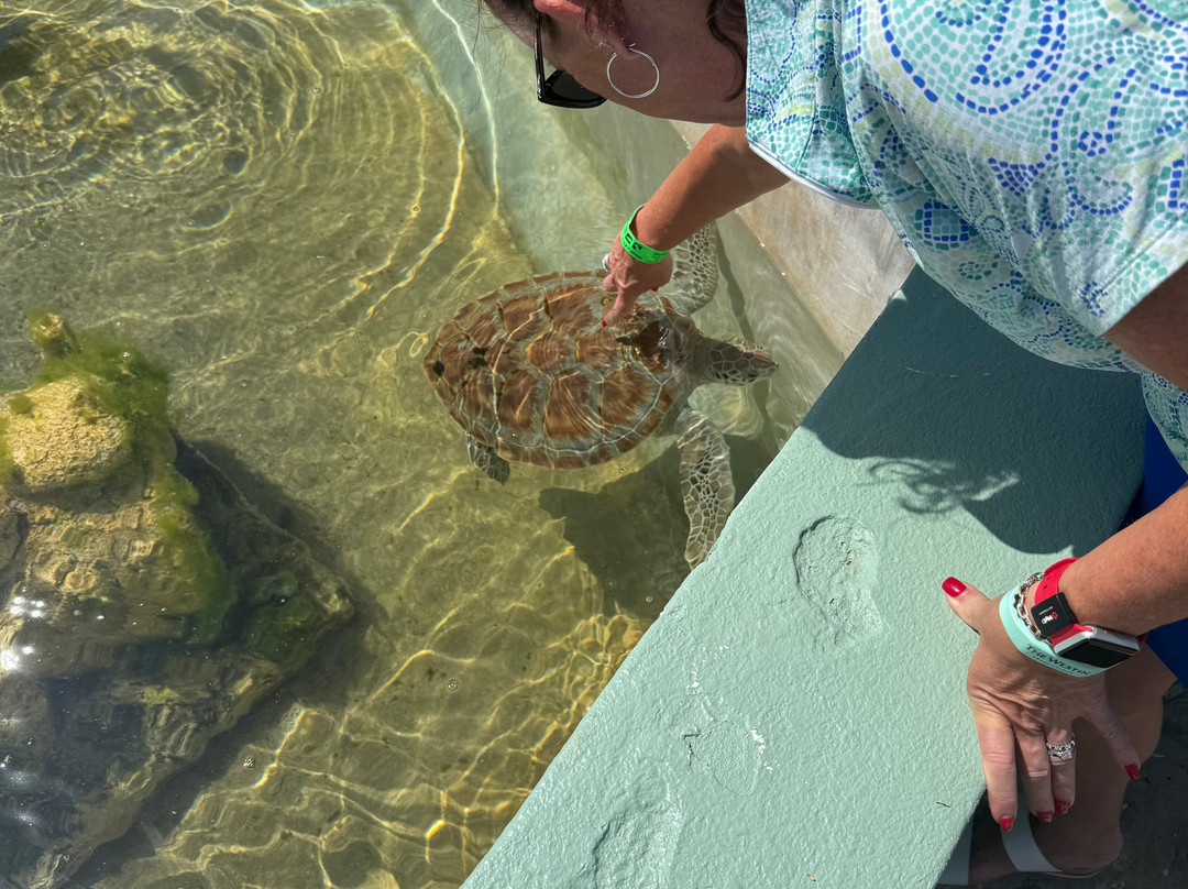 Cayman Turtle Centre: Island Wildlife Encounter-西湾必去景点