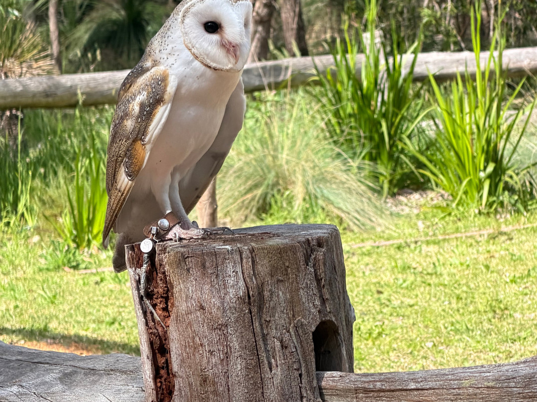 Capes Raptor Centre-玛格丽特河必去景点