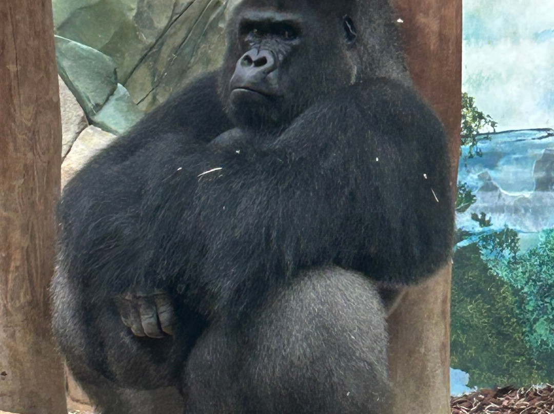 ZooParc de Beauval-圣艾尼昂必去景点