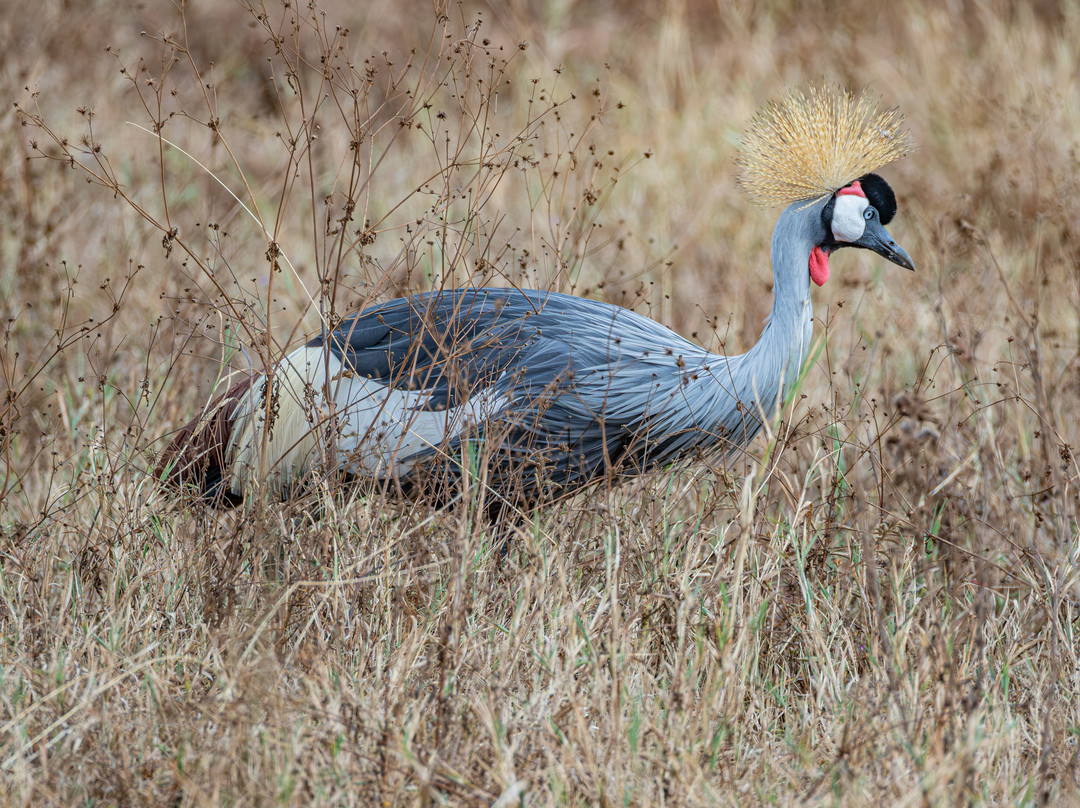 Ngorongoro Crater-恩戈罗恩戈罗保护区必去景点