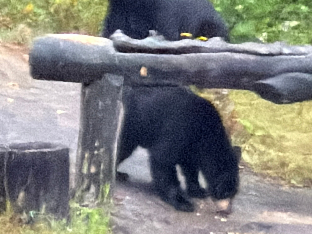 Observation de l'Ours Noir-Sacré-Coeur-Saguenay必去景点