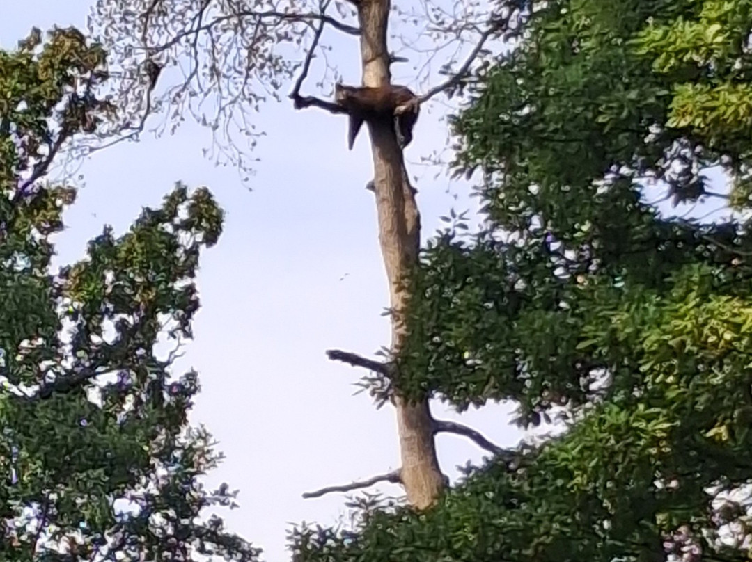 Libearty Bear Sanctuary Zarnesti-Zarnesti必去景点