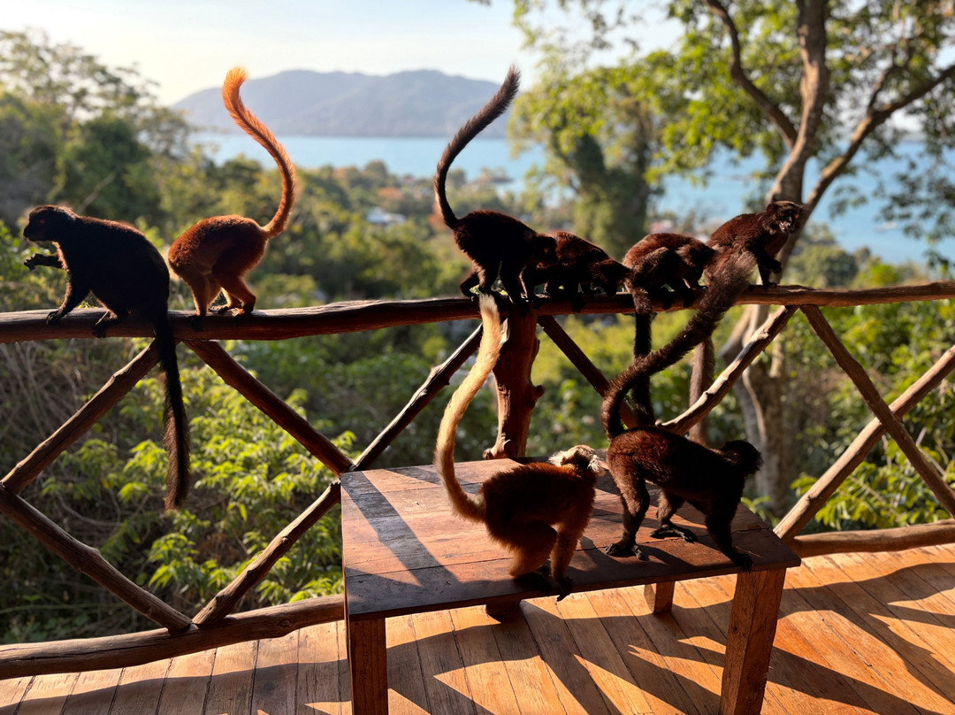 Black Lemur Sanctuary-Nosy Komba必去景点