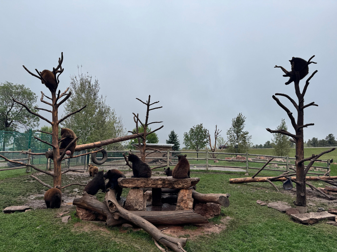 Bear Country USA-拉皮德城必去景点