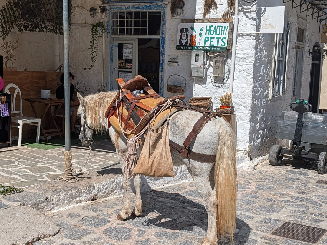 Hydra Walking Tours-Hydra Town必去景点