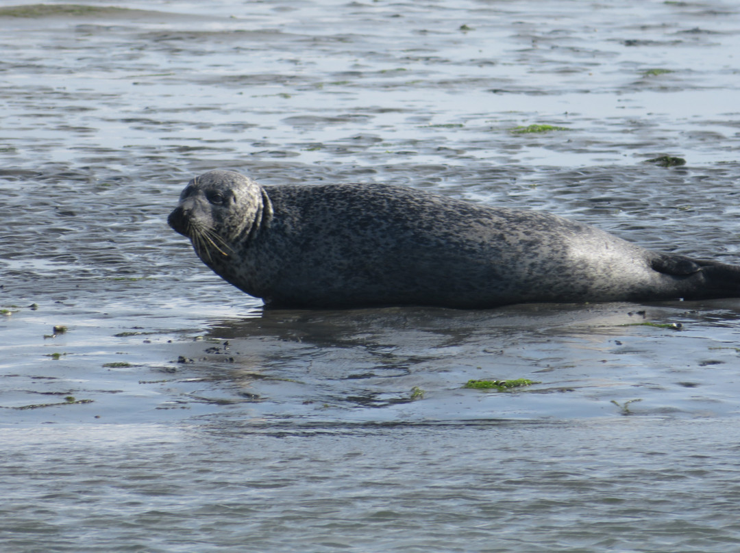 Chichester Harbour Water Tours-West Itchenor必去景点