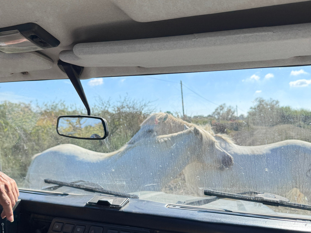 Safari Karine Cœur de Camargue-Montcalm必去景点