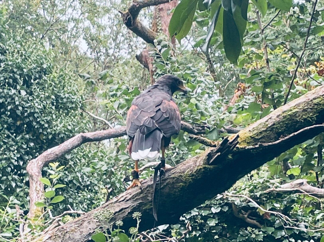 Ireland's School of Falconry-康镇必去景点