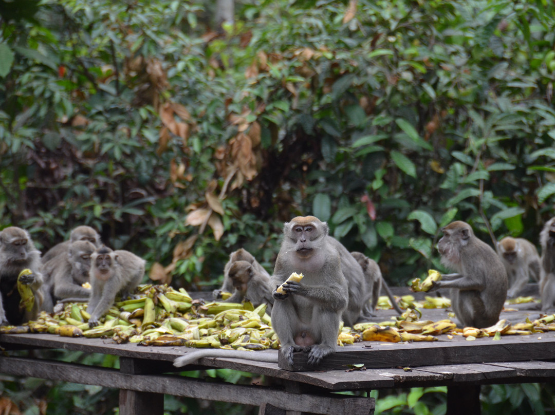 Orangutan Houseboat Tour-Kumai必去景点