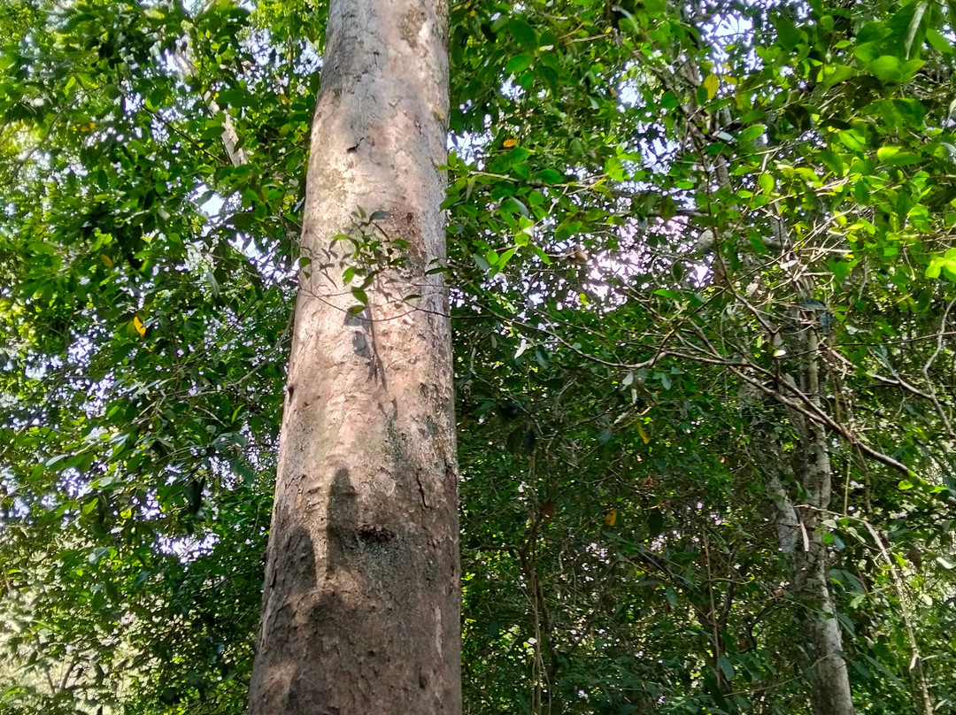 Rppn Canto Do Obrieni-Caseara必去景点
