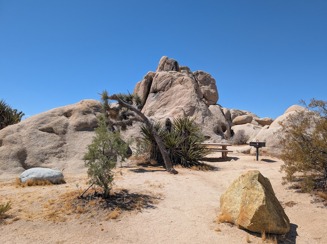 Joshua Tree National Park-约书亚树必去景点