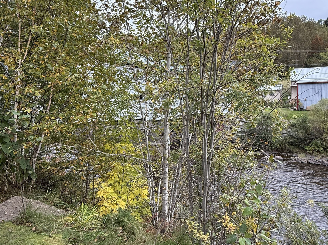 Pont du Faubourg-L'Anse-Saint-Jean必去景点
