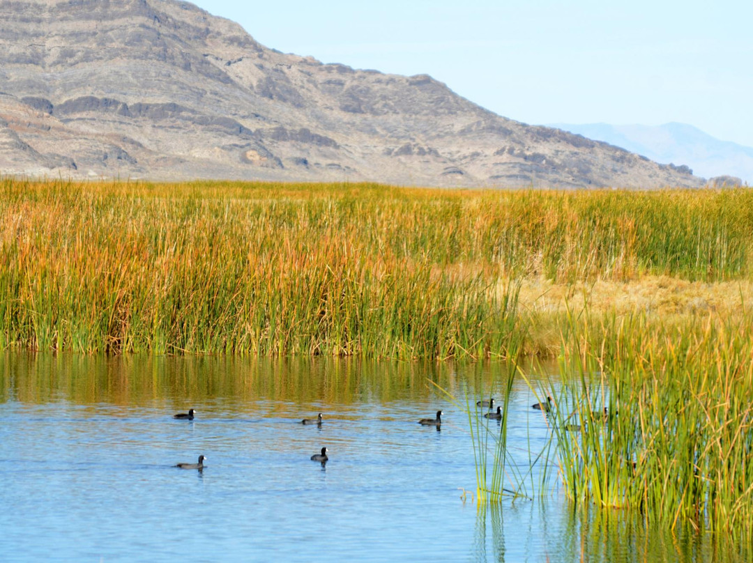 Ibapah旅游景点-Fish Springs National Wildlife Refuge