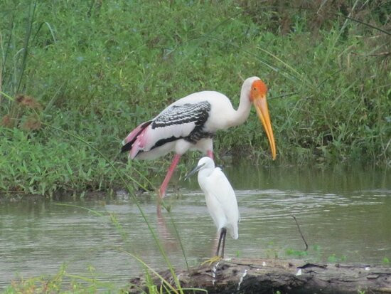 Chitrangudi Bird Sanctuary景点图片