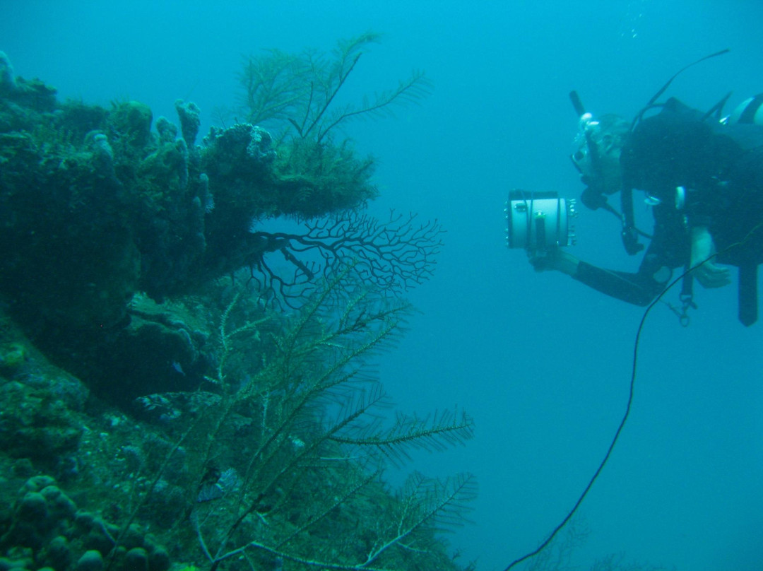 Dive and Green