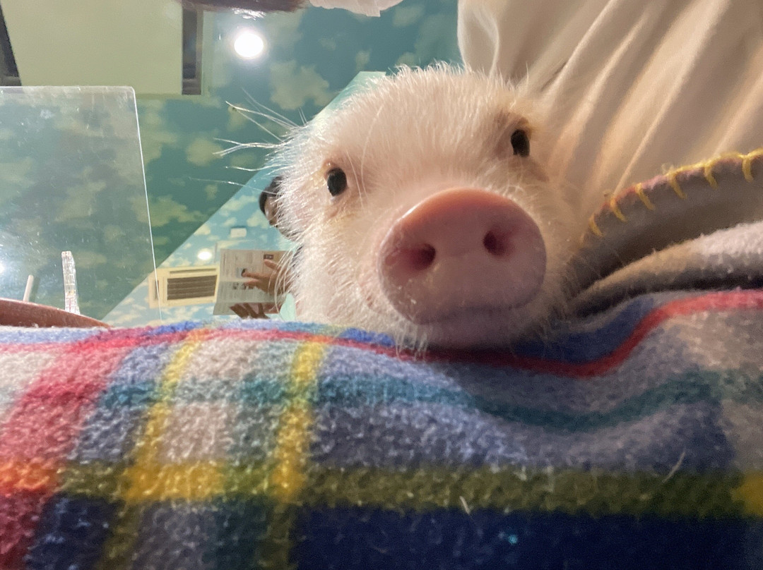 Mipig Cafe Aeon Laketown-越谷市必去景点