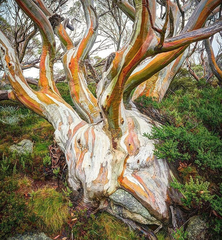 Kosciuszko National Park旅游攻略图片