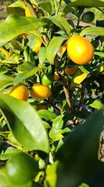 Mixon Fruit Farms景点图片