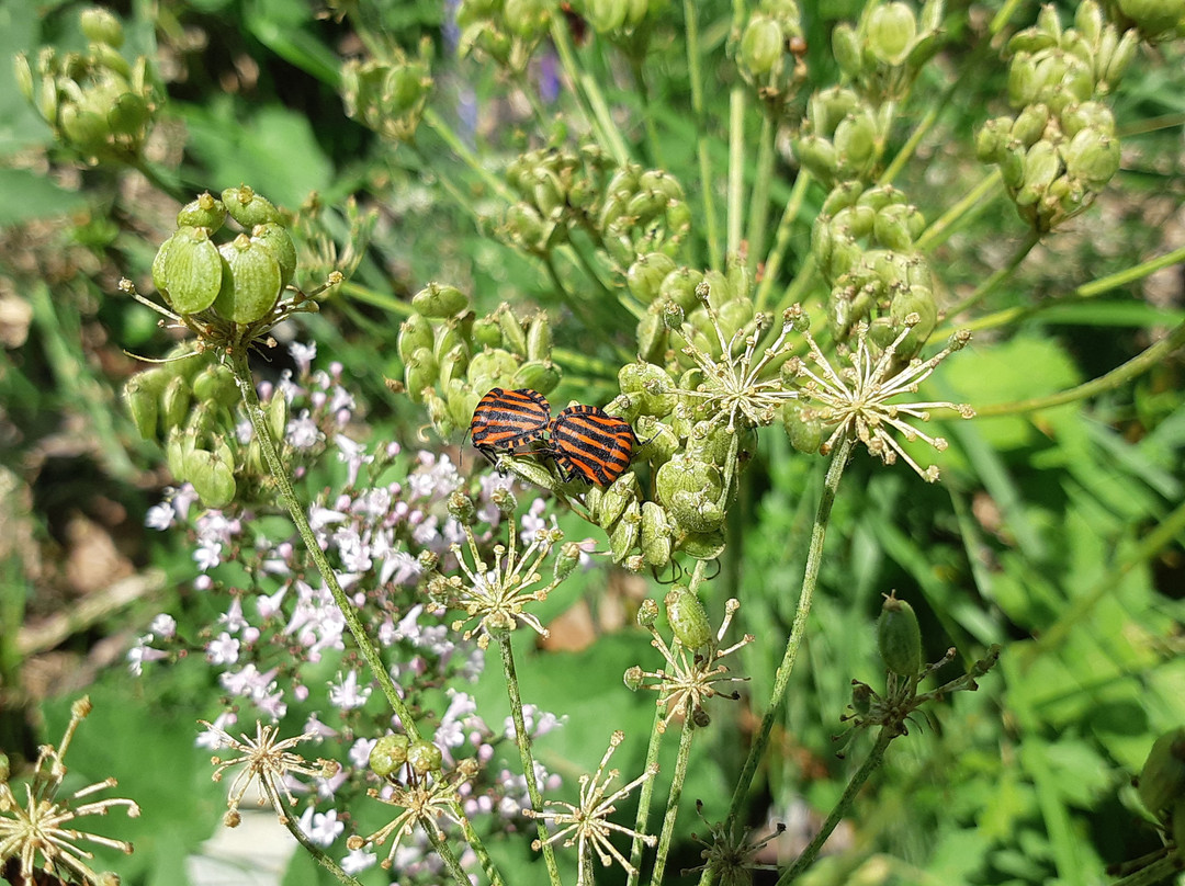 A la riva dal Rom - an den Ufern des Roms