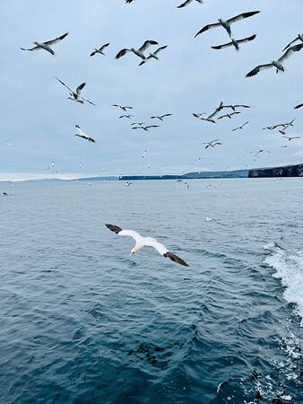 Seabirds and Seals Noss Boat Tours景点图片