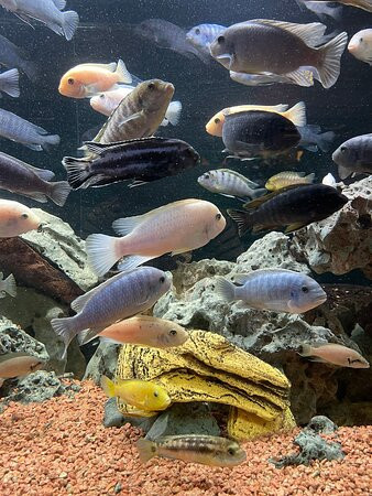 Aquarium Wasserbillig-Wasserbillig必去景点