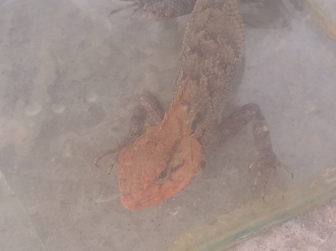 小动物市场-上海市必去景点