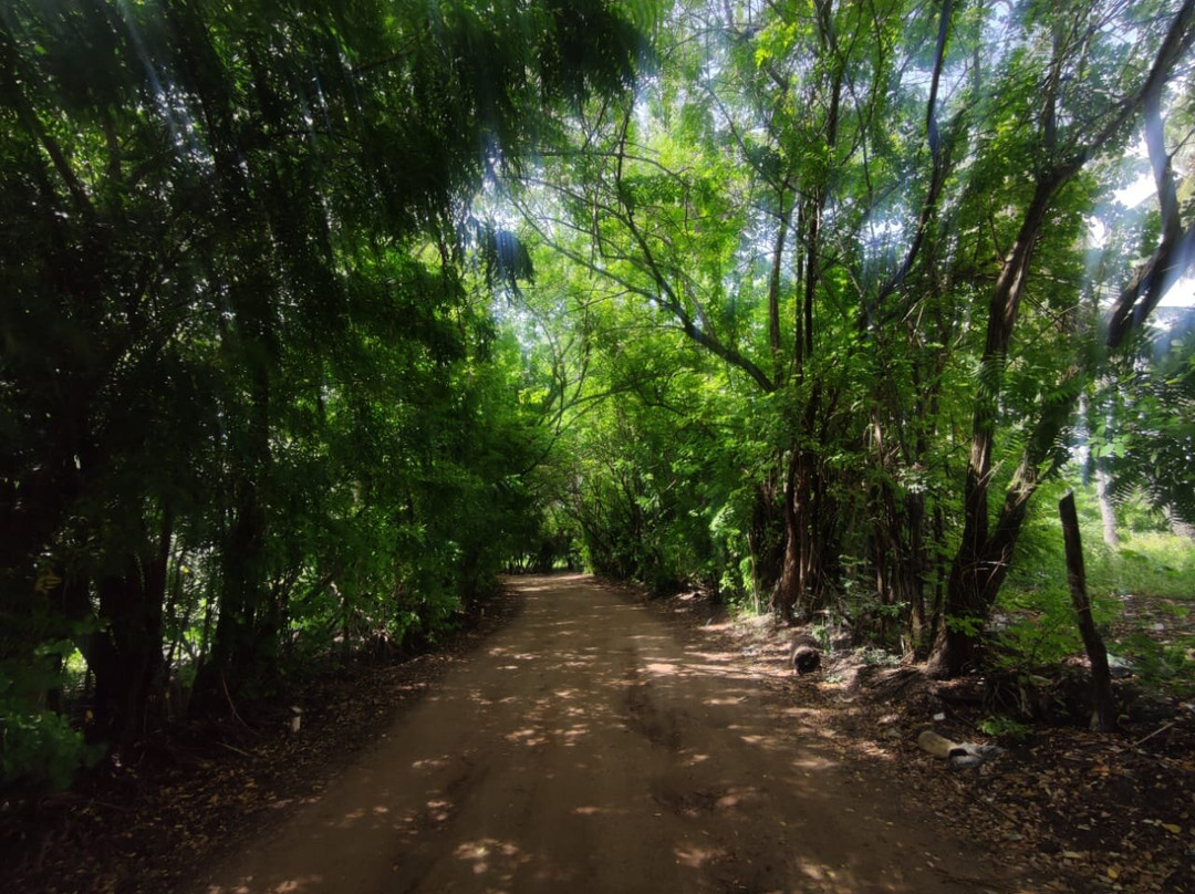Túnel Verde景点图片