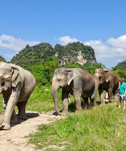 Krabi Elephant Sanctuary景点门票图片