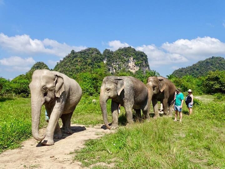 Krabi Elephant Sanctuary景点图片
