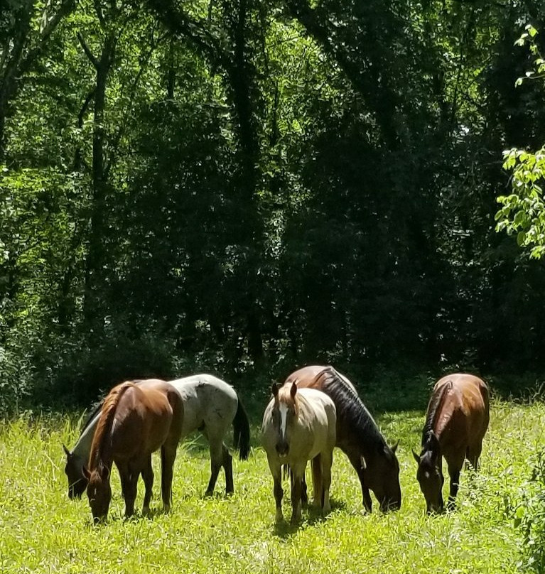 Pot A Gold Western Adventures-布兰森必去景点
