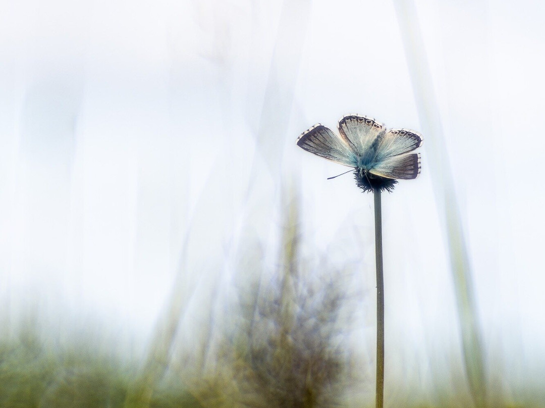 Françoise Caruso Photographie