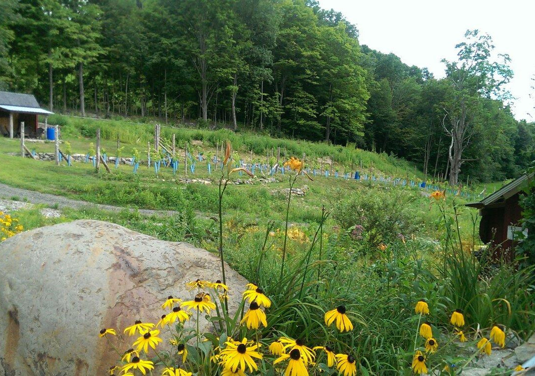 Walker Road Vineyards