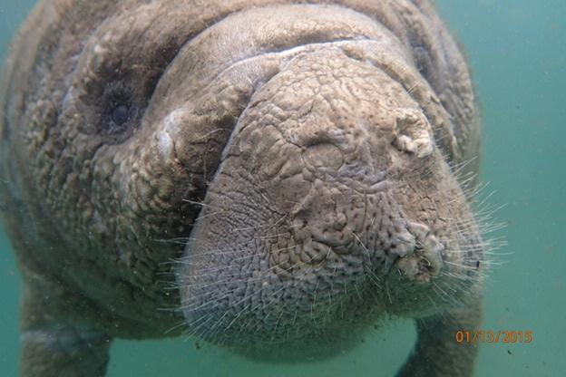 Waterfront Adventures; Swimming With The Manatees