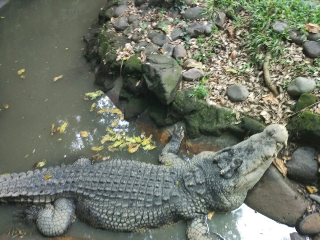 Crocodile and Reptile Indonesia Jaya Park景点图片