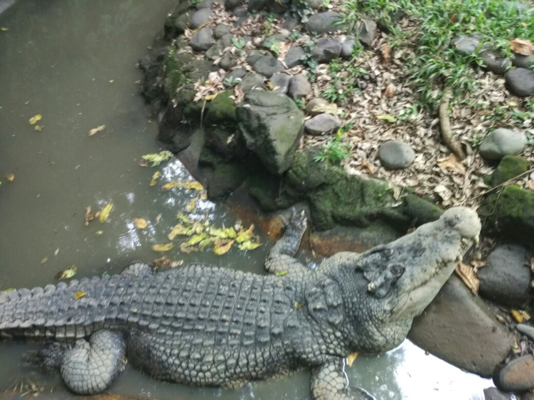 Sangeh旅游景点-Crocodile and Reptile Indonesia Jaya Park