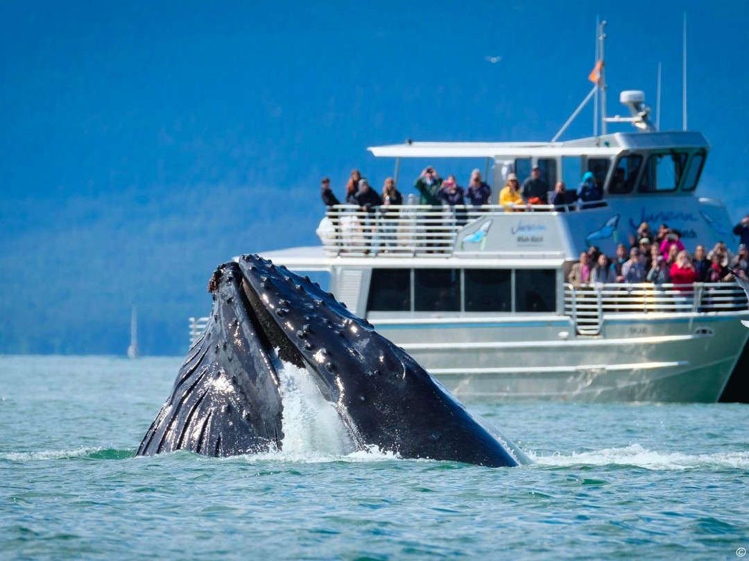 Juneau Tours & Whale Watch-朱诺必去景点