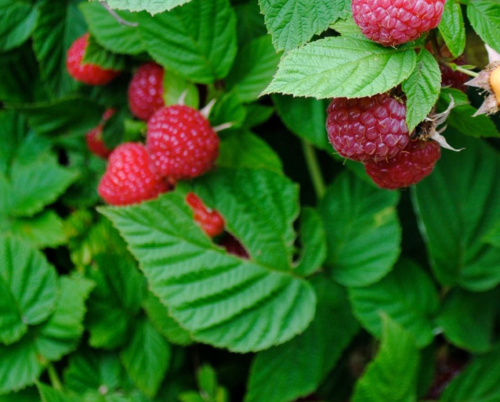 East Glastonbury旅游景点-Dondero Orchards
