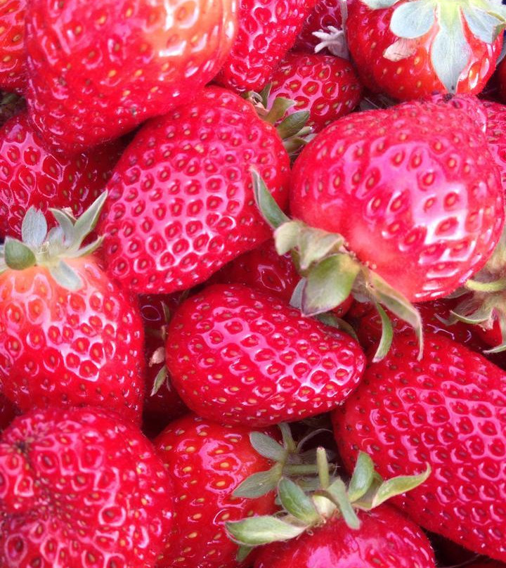 Lomas Orchards-Wallington必去景点