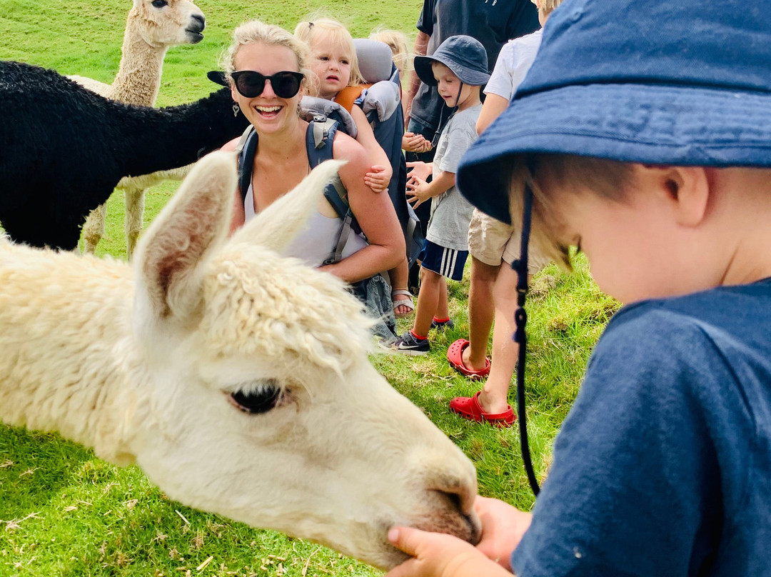 Alpaca Farm Experience景点图片