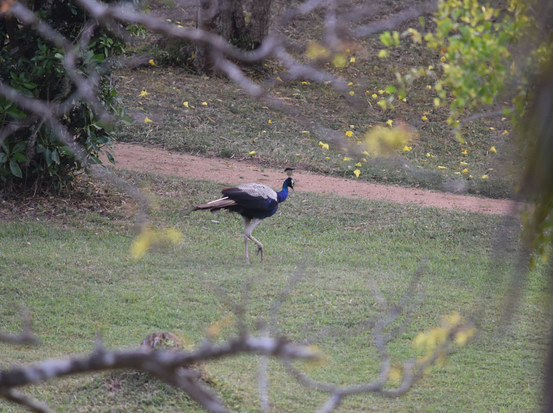 The Oasis Ayurveda Beach Resort主图